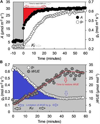 Genotypic, Developmental and Environmental Effects on the Rapidity of gs in Wheat: Impacts on Carbon Gain and Water-Use Efficiency